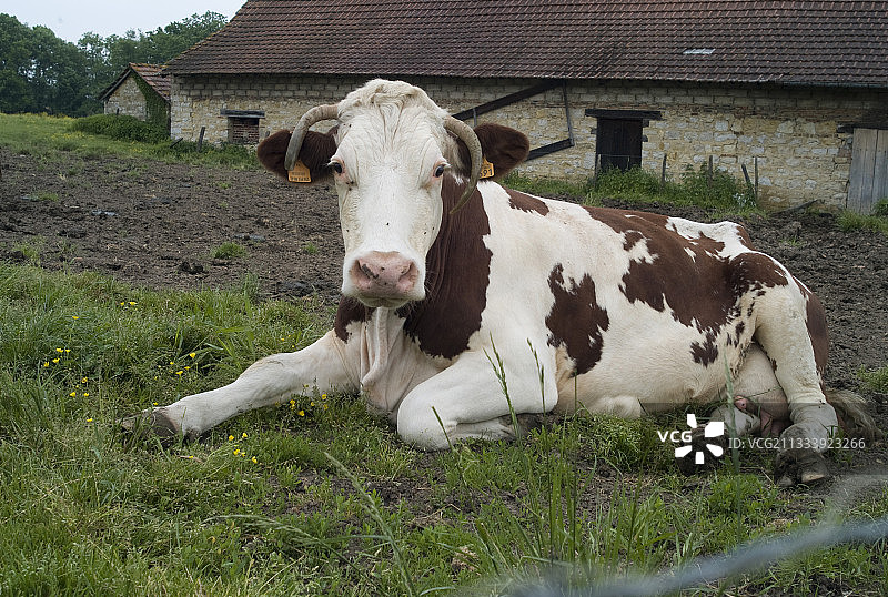 汝拉山脉的蒙贝利亚尔牛图片素材