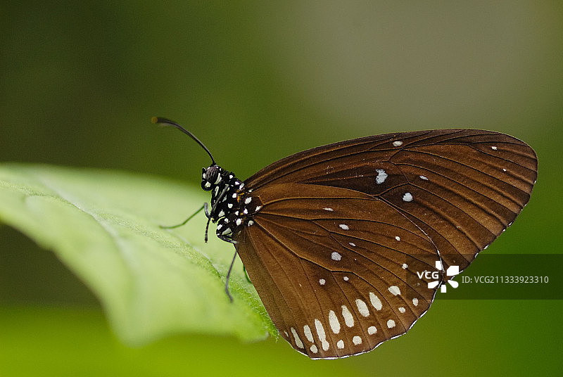 法国热带温室中的马利筋蝴蝶肖像图片素材