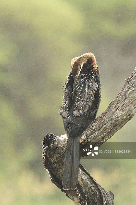 克鲁格国家公园内的非洲蛇鹈在梳理羽毛图片素材