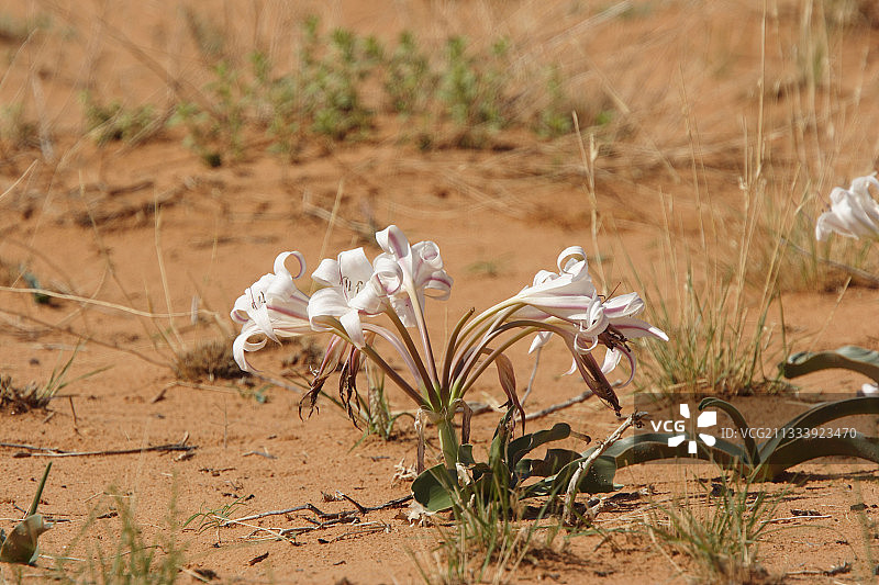 卡拉哈里沙漠雨后盛开的弗雷百合图片素材