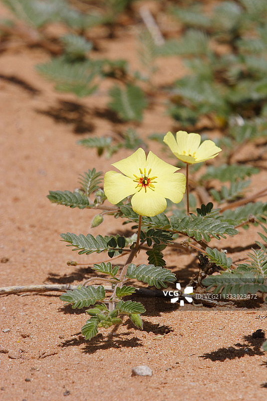 卡拉哈里沙漠雨后开花的蒺藜图片素材