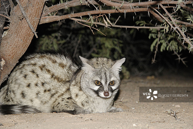 卡拉哈里沙漠卡格拉格帝国家公园的小斑点麝猫图片素材