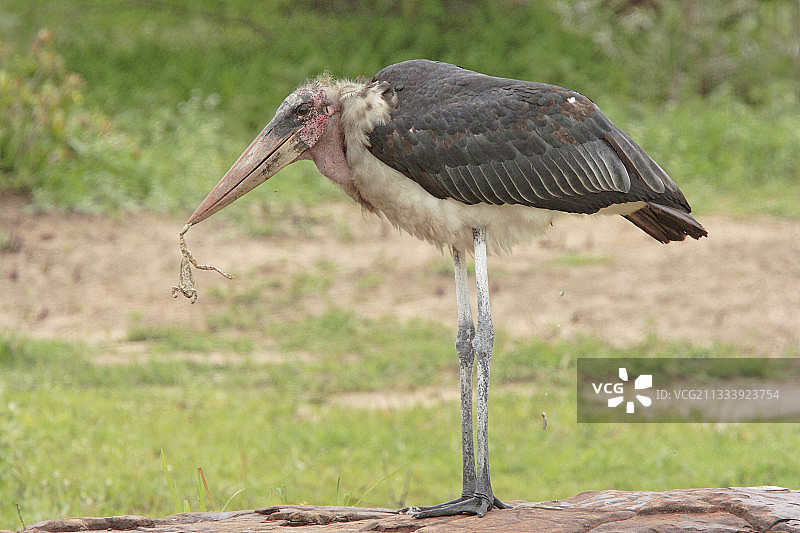 秃鹳在克鲁格国家公园吃青蛙图片素材