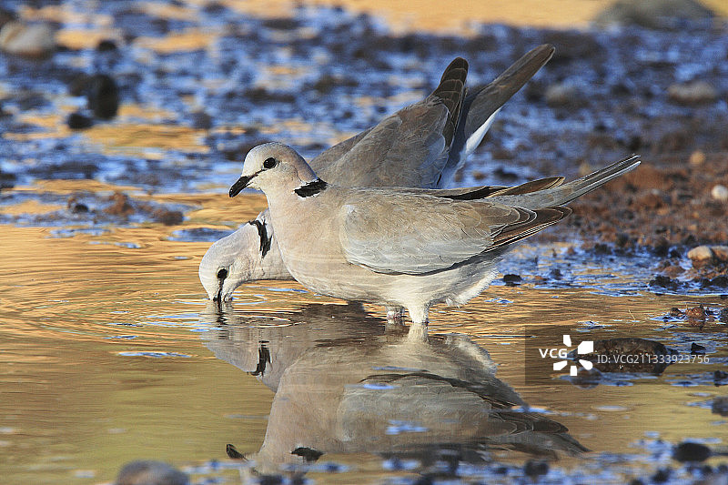 卡拉哈迪国家公园饮水处的环颈dove图片素材
