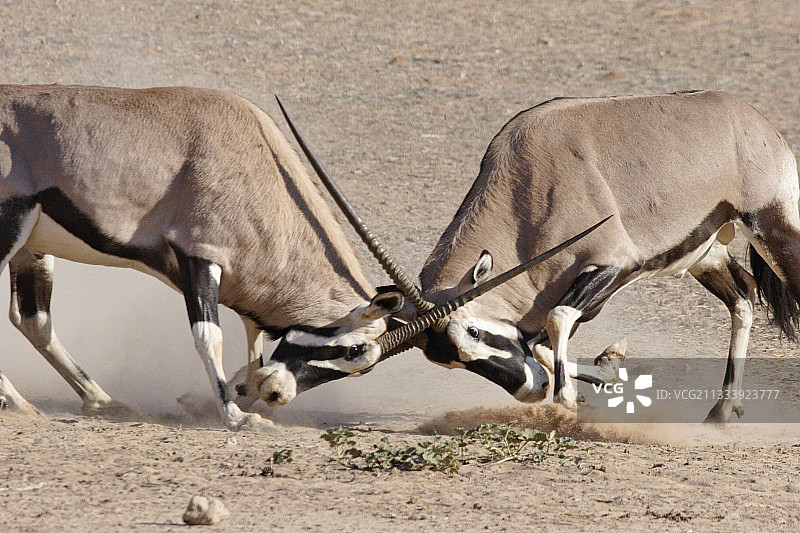 卡拉哈迪国家公园中打斗的南非剑羚图片素材