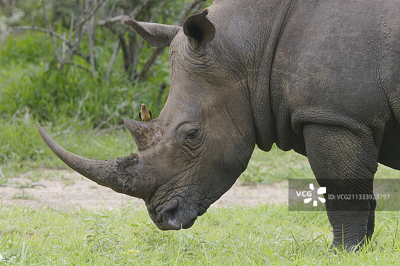 在白犀牛上的红嘴牛椋鸟，克鲁格国家公园图片素材