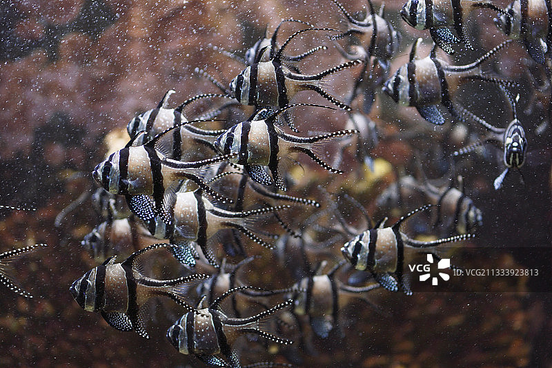 海水水族馆中的邦盖 cardinal 鱼图片素材