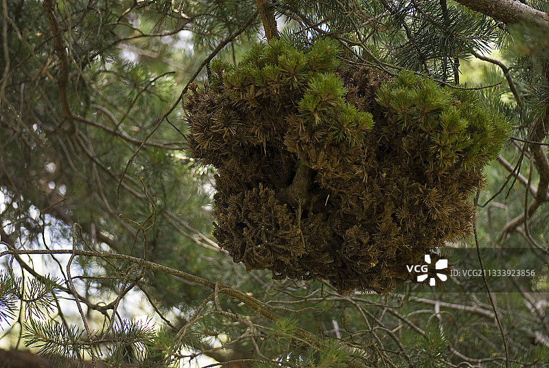 针叶树中的冷杉扫帚锈病图片素材