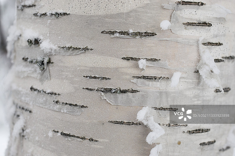 芬兰库萨莫白桦树皮上的雪图片素材