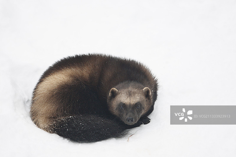 芬兰雪地中休息的狼獾图片素材