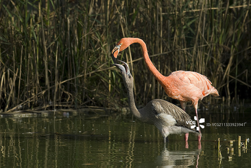 加勒比海火烈鸟哺育幼鸟图片素材