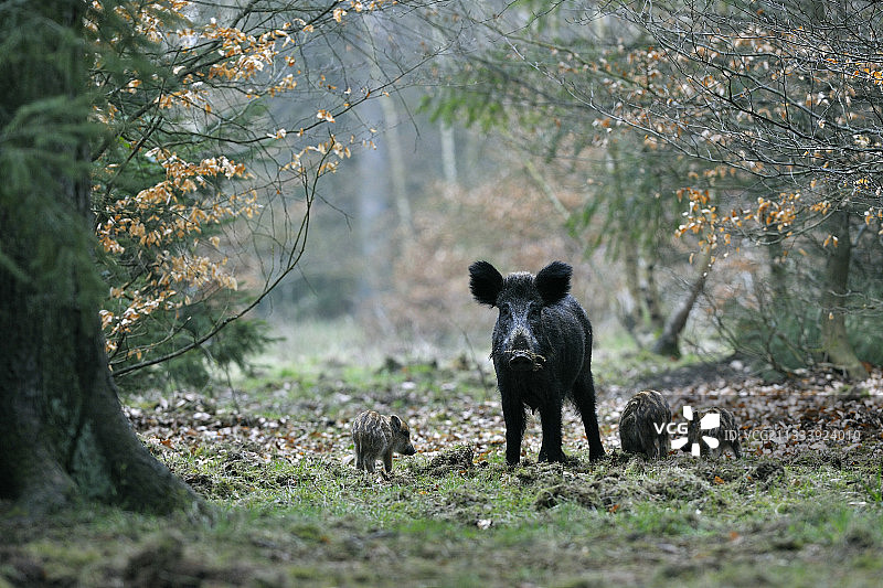 德国森林里的野猪和幼崽图片素材