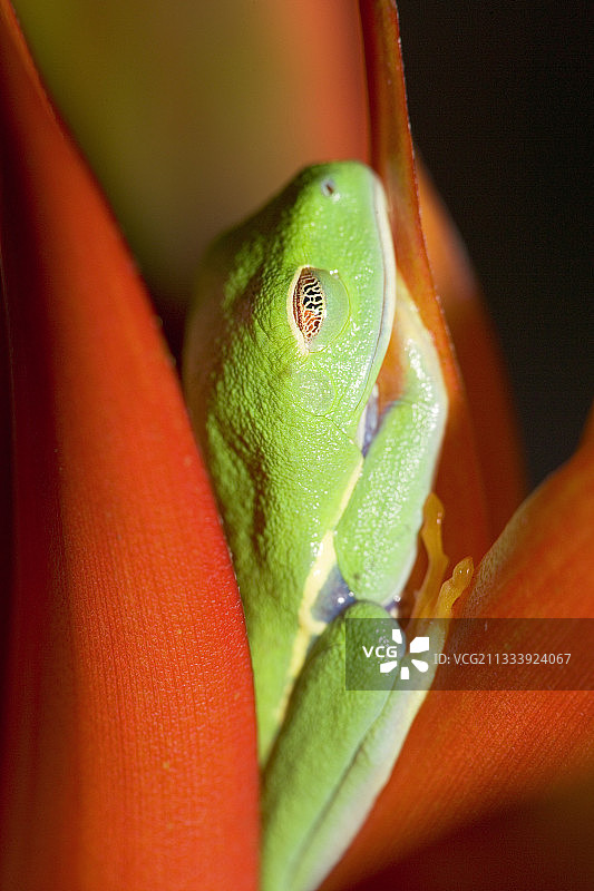 红眼树蛙栖息在凤梨花中图片素材