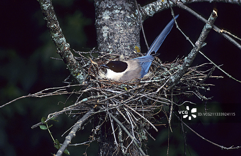 巢中的蓝鹊图片素材