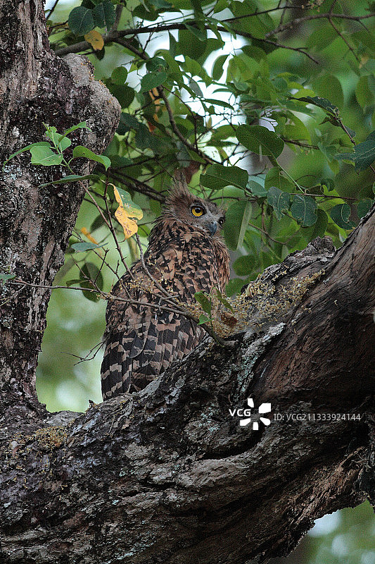 2008年4月的迪卡拉地区图片素材