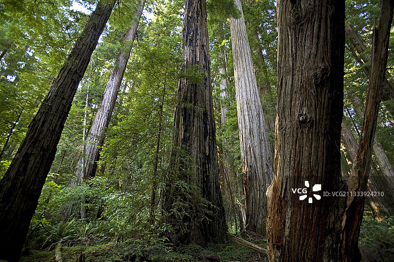 美国加利福尼亚州红杉国家公园图片素材