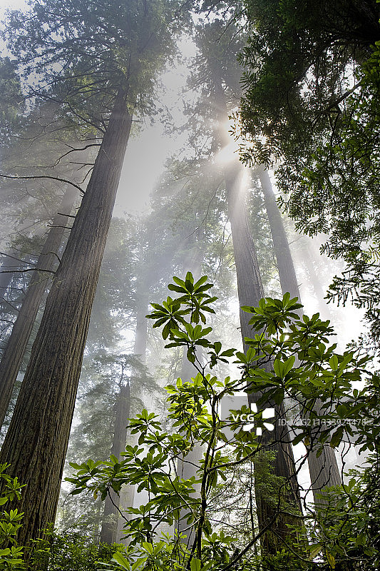 美国加利福尼亚州红杉国家公园图片素材