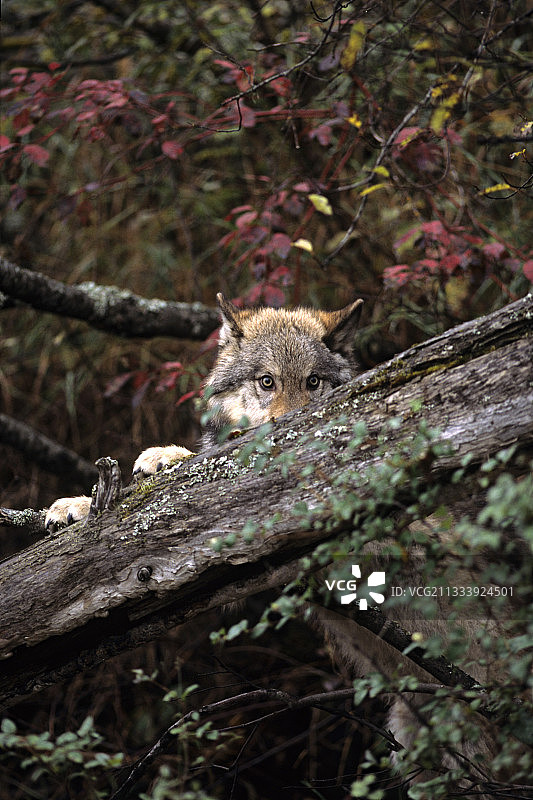 灰狼躲在蒙大拿州树枝后图片素材