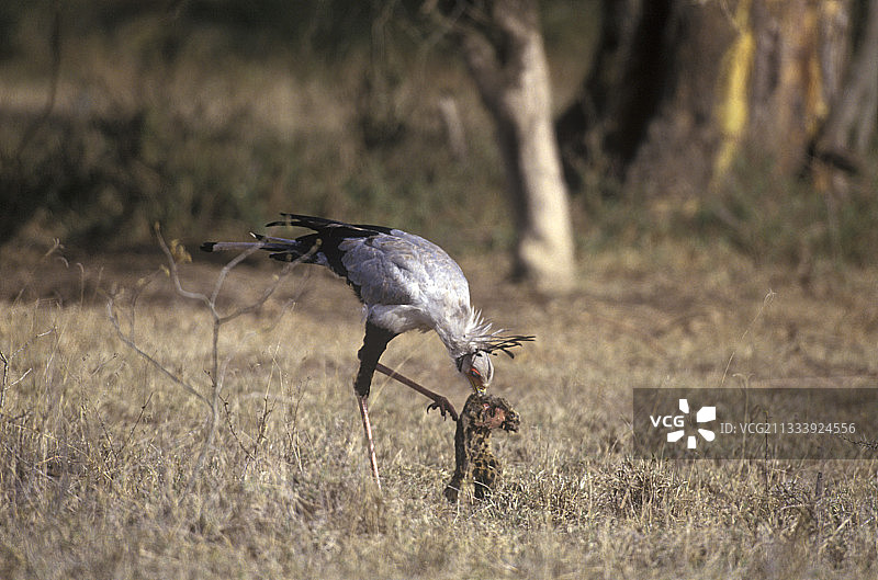 蛇雕捕食非洲麝猫 - 肯尼亚纳库鲁国家公园图片素材