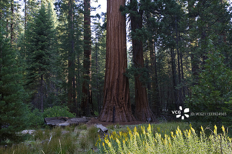 美国加州优胜美地国家公园巨杉图片素材