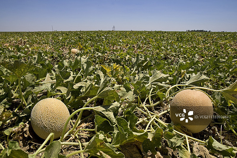 美国加利福尼亚州甜瓜种植图片素材