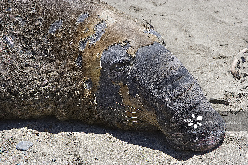 美国加州的老年雄性北方象海豹图片素材