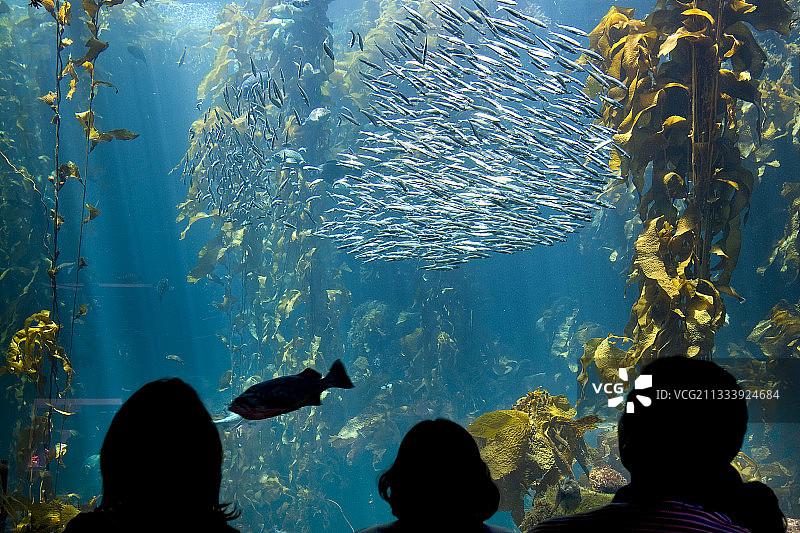 美国加利福尼亚州蒙特雷湾水族馆图片素材