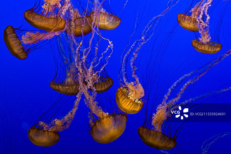 美国加州蒙特雷湾水族馆海荨麻图片素材