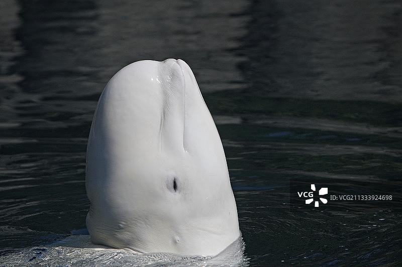 温哥华水族馆位置图片素材