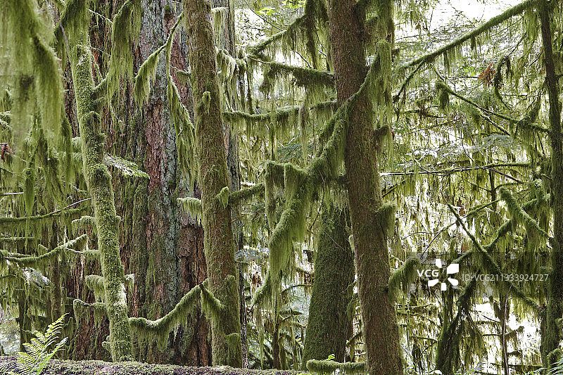 地点：教堂树林图片素材