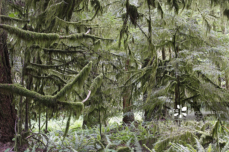加拿大教堂 grove 温带雨林下的灌木丛图片素材