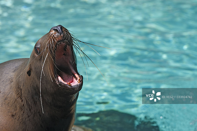 地点：温哥华水族馆图片素材