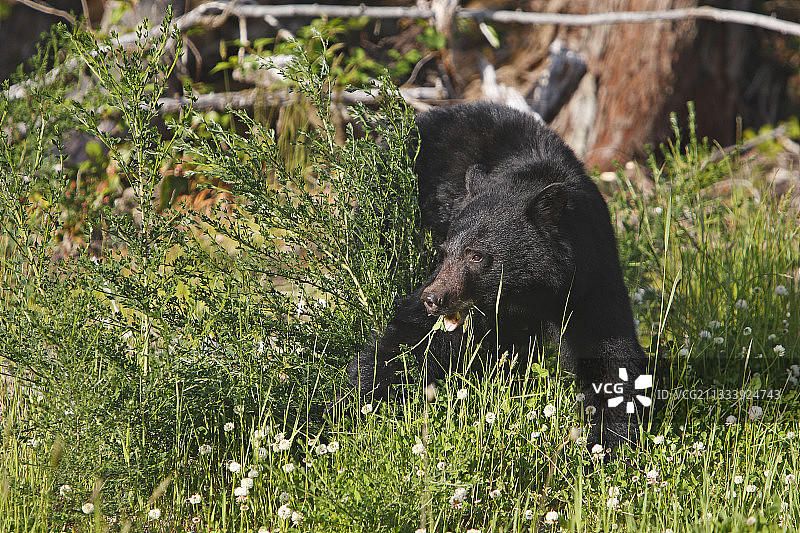 加拿大空地上清除障碍的黑熊图片素材