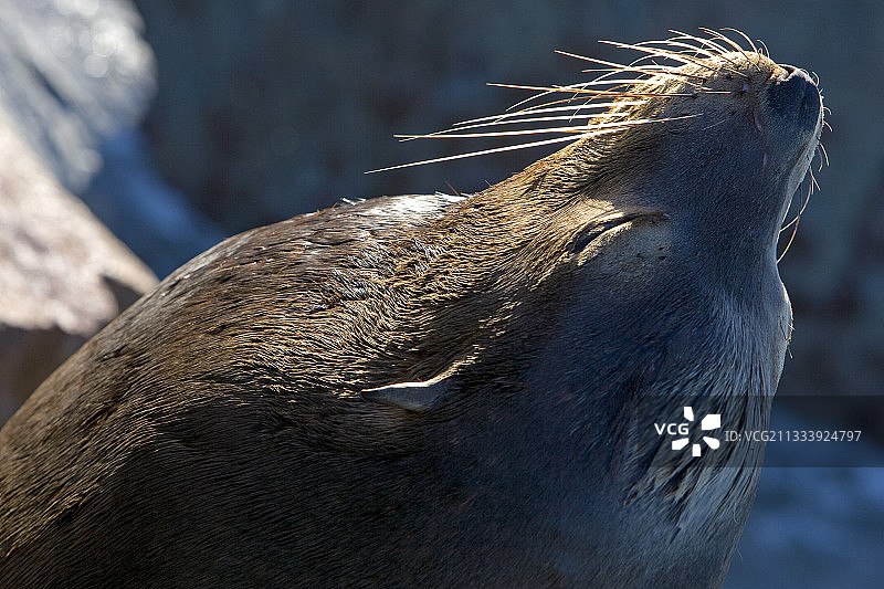 加州海狮肖像，蒙特雷，加利福尼亚，美国图片素材