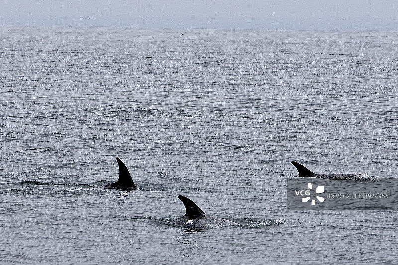 美国加利福尼亚州瑞氏海豚图片素材