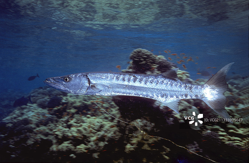 大梭鱼和渔线，红海，苏丹图片素材