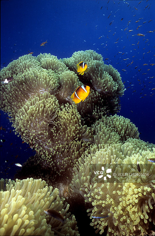 红海桑加奈卜海葵中的海葵鱼图片素材