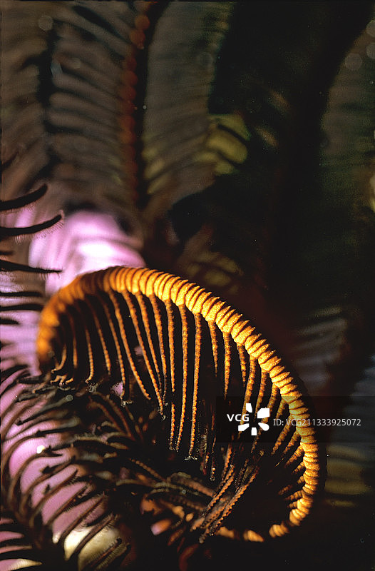 红海苏丹的锯齿海星图片素材