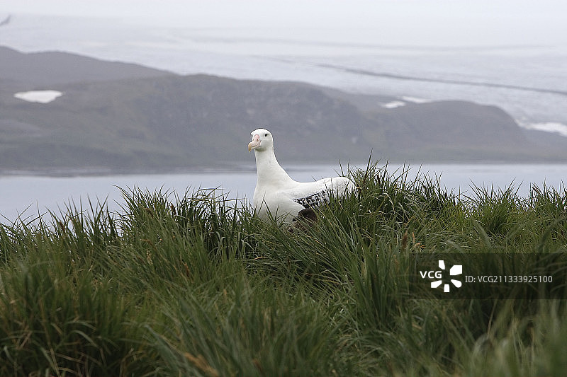 普里昂岛海岸上的漂泊信天翁图片素材