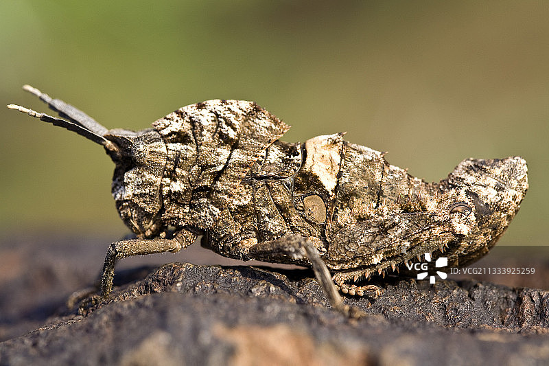 伪装的直翅目昆虫，肯尼亚巴林戈湖图片素材