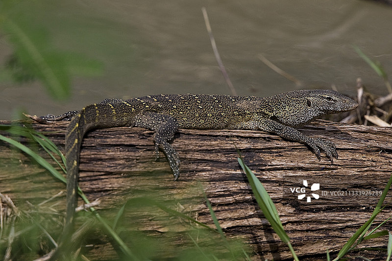 在肯尼亚巴林戈湖的枯木上的年轻尼罗河巨蜥图片素材