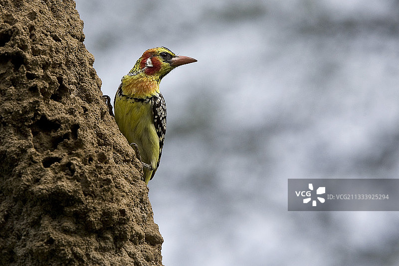 红黄色非洲拟啄木鸟，栖息在肯尼亚巴林戈湖附近图片素材