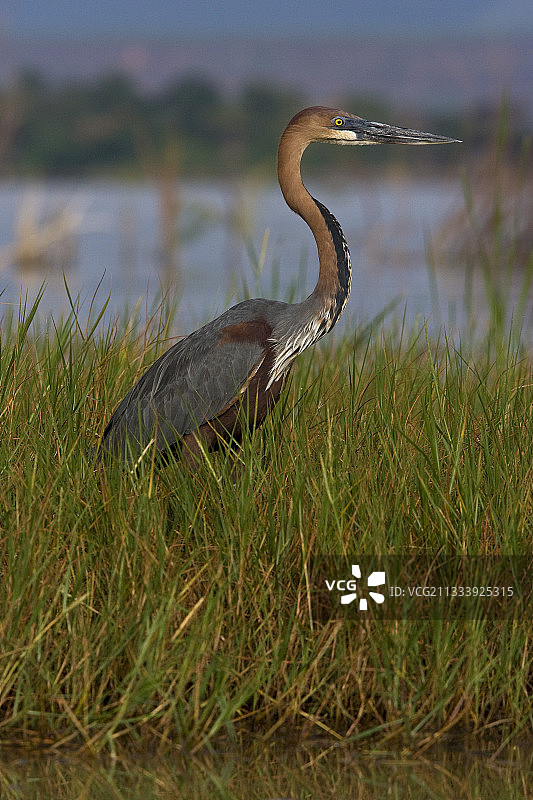 在肯尼亚巴林戈湖岸边行走的大巨鹭图片素材