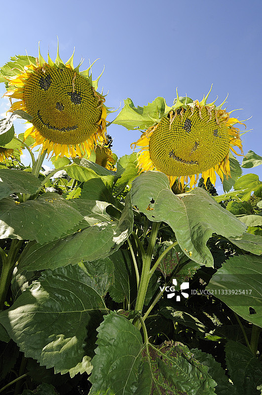 夏天雕刻着人脸的向日葵图片素材