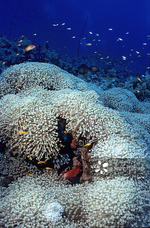 苏丹红海的软珊瑚图片素材