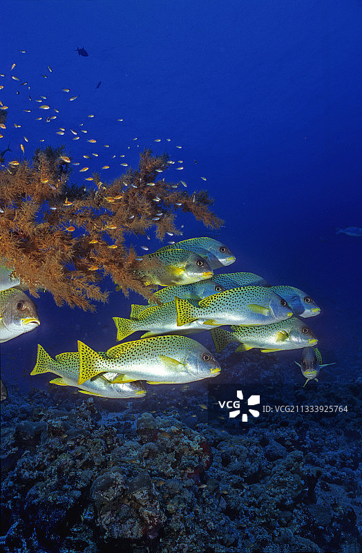 苏丹红海沙阿鲁米的分支黑珊瑚图片素材
