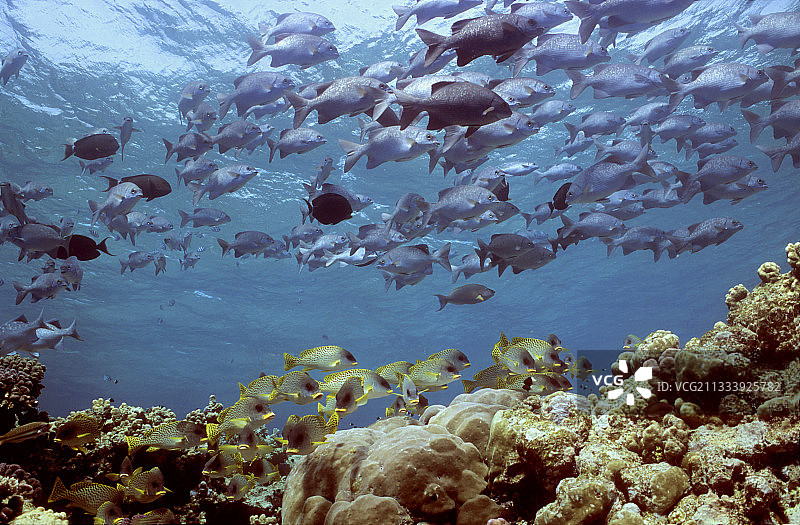 红海苏丹鲁米暗礁的厚唇鱼和蓝色海鲢图片素材