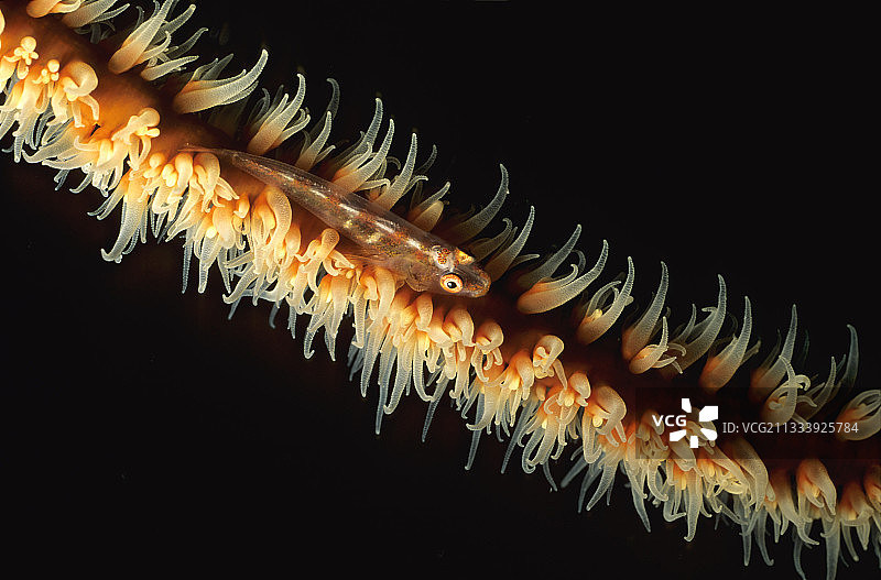 红海苏丹有线珊瑚上的虾虎鱼图片素材