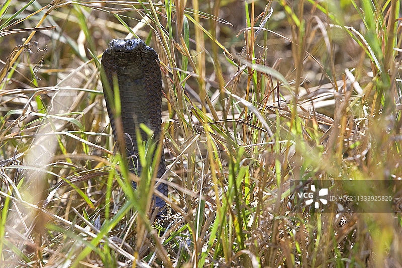 在马赛马拉稀树草原草地上的喷毒眼镜蛇图片素材