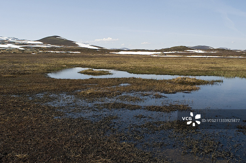 挪威用作阔嘴鹬求偶地的泥炭沼泽图片素材